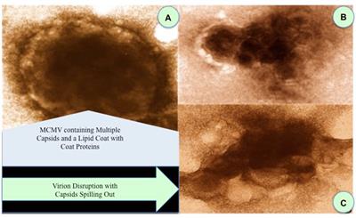 A New Antiviral Regimen Against SARS-CoV-2 Based on Nanoviricide’s Biopolymer (NV-CoV-2)